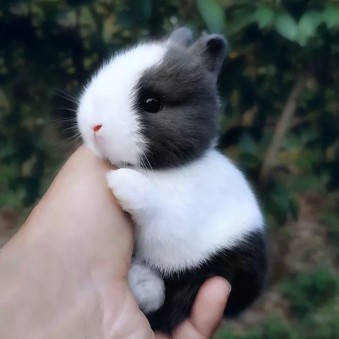 活物茶杯长不大不咬人迷你侏儒儿童养猫猫兔荷兰垂耳兔兔子宠物