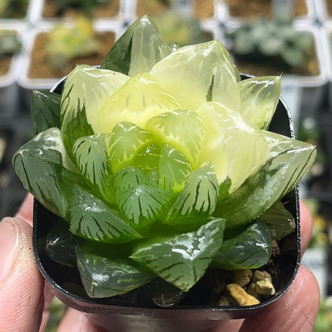 339巨大龙鳞玉露锦