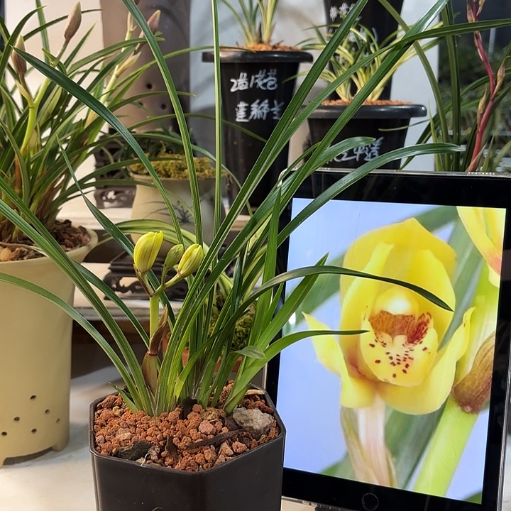 用***缘完全开放秋芝秋芝秋芝