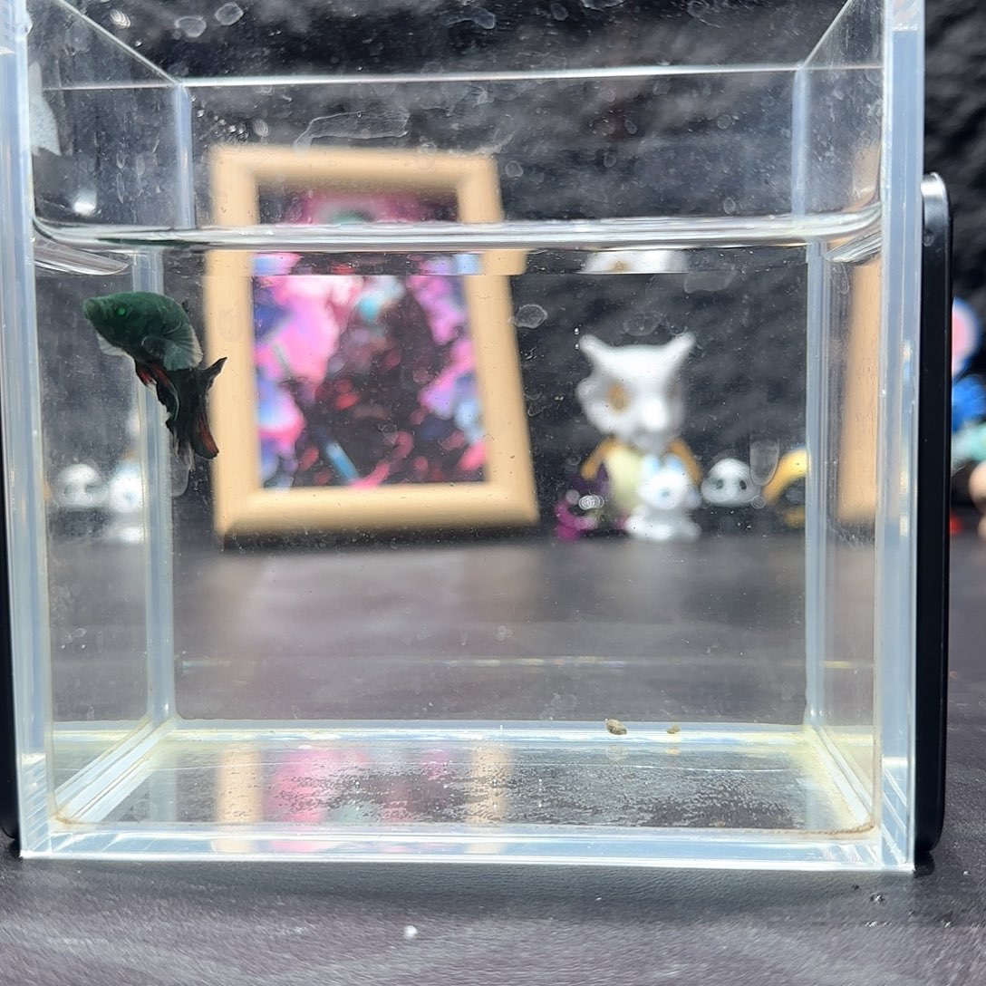 斗鱼十二月二十八号