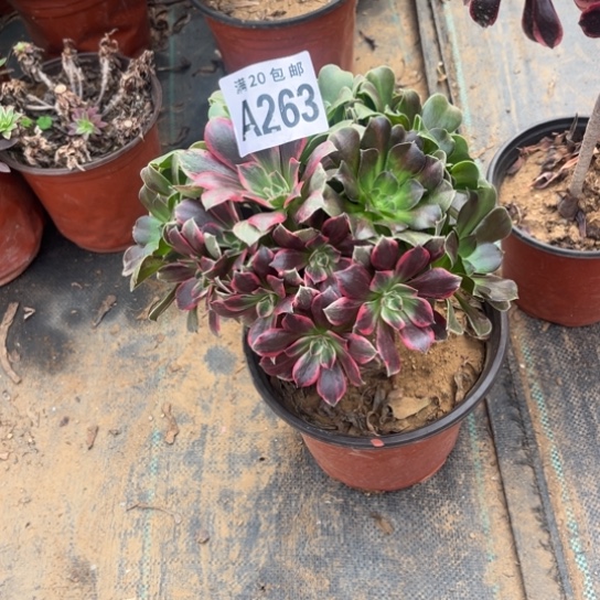 匠***心263阴阳法师不包断枝