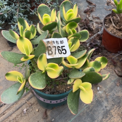 765多肉植物不包断枝