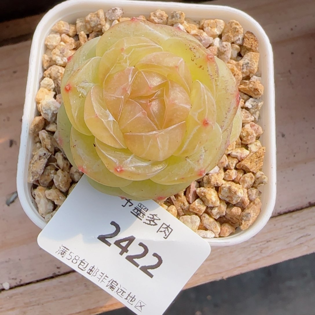素素，2422多肉植物