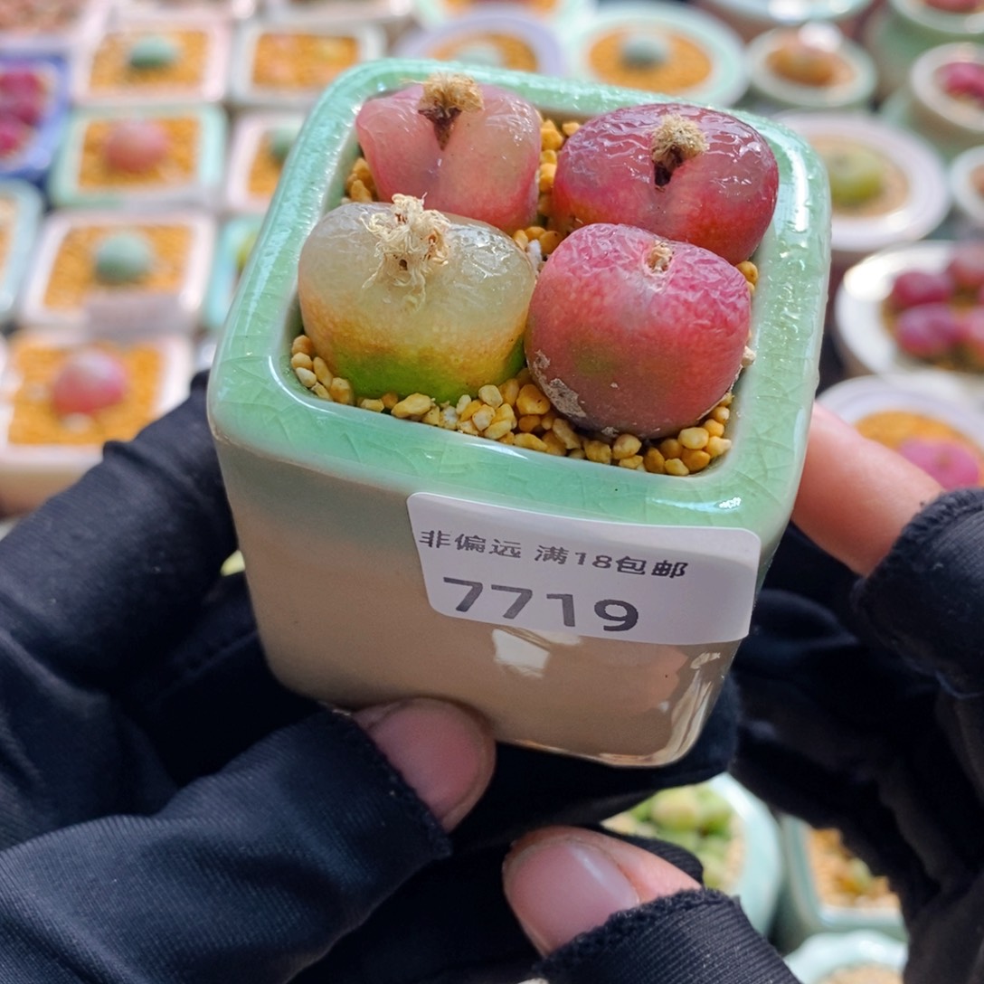 7719--一物一拍 带盆