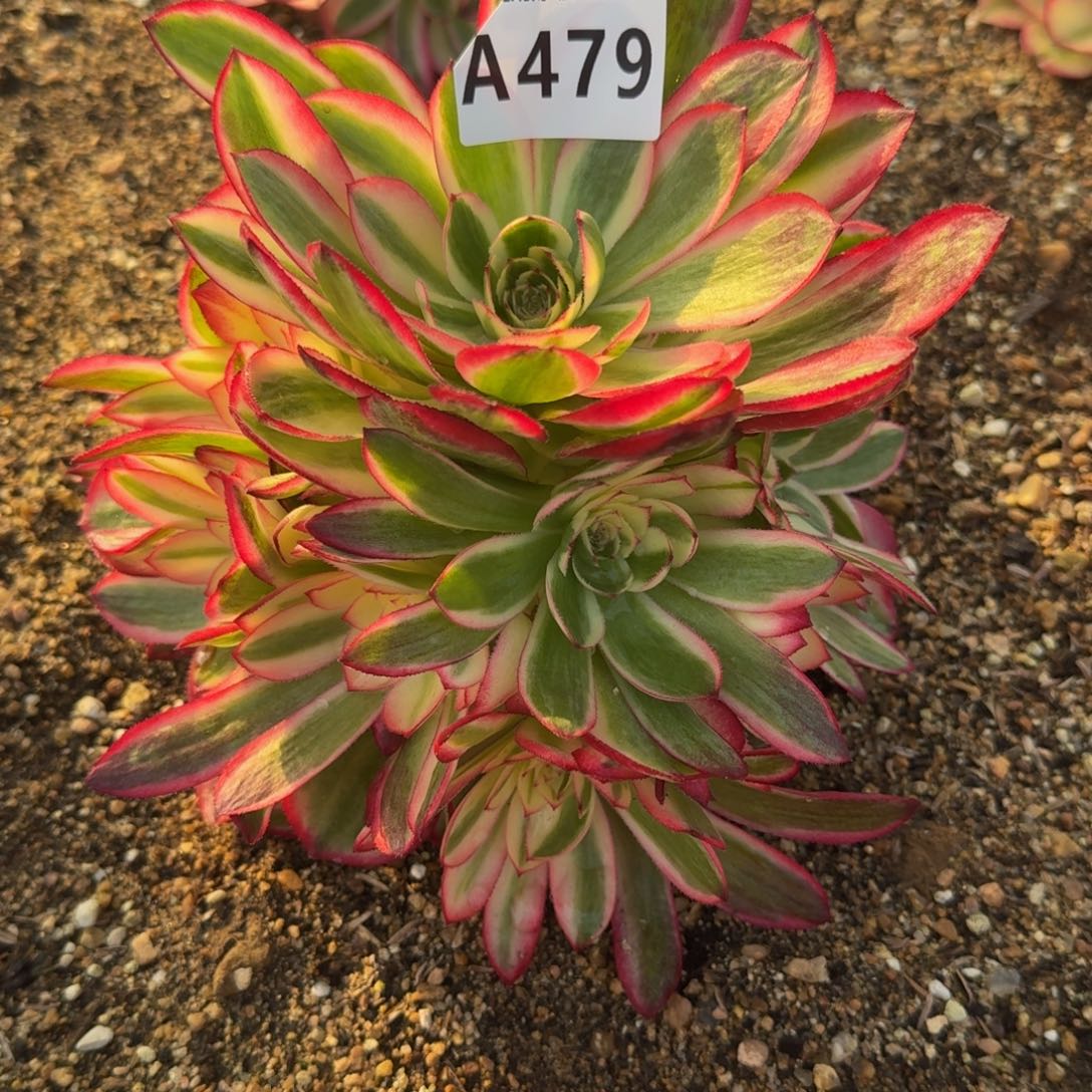 沧**姐479荔枝多肉植物