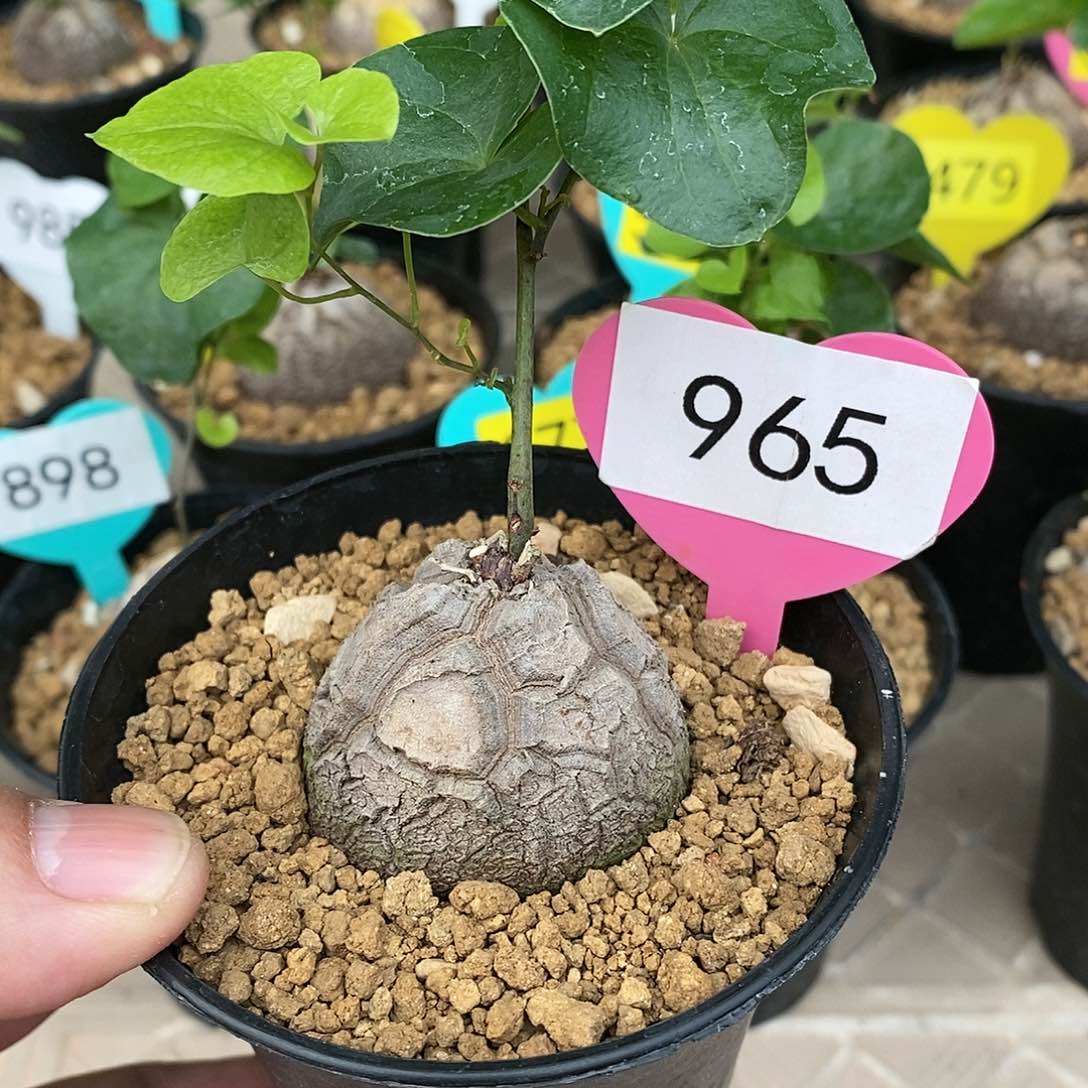 南非龟甲龙龟甲龙