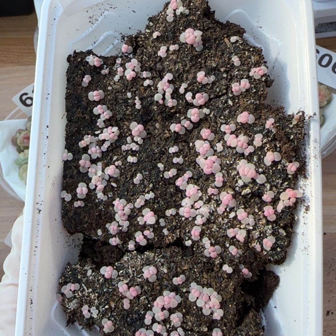 620号彩虹奶酪大份70颗量拍