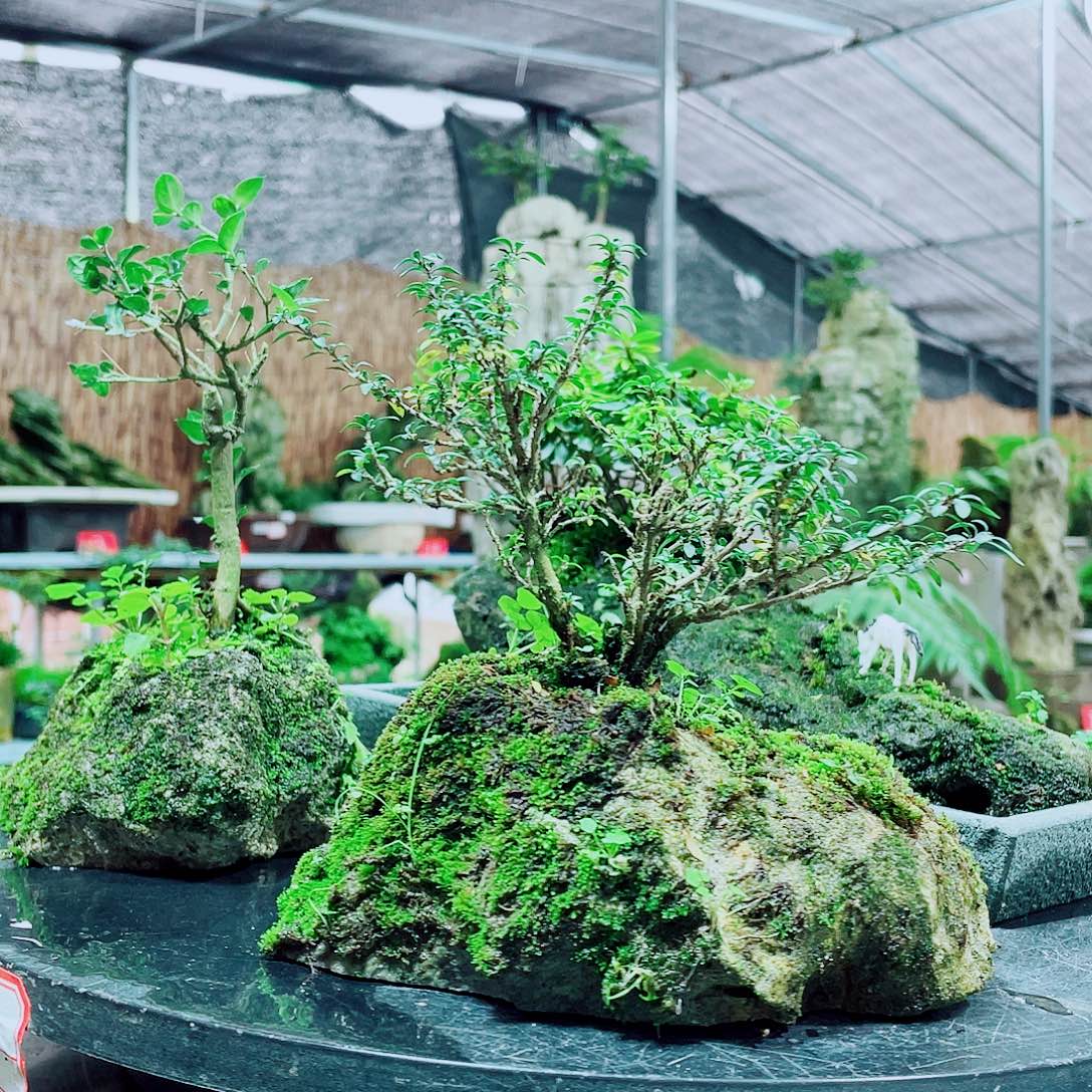 我***胶当前无花栽培后可以开花