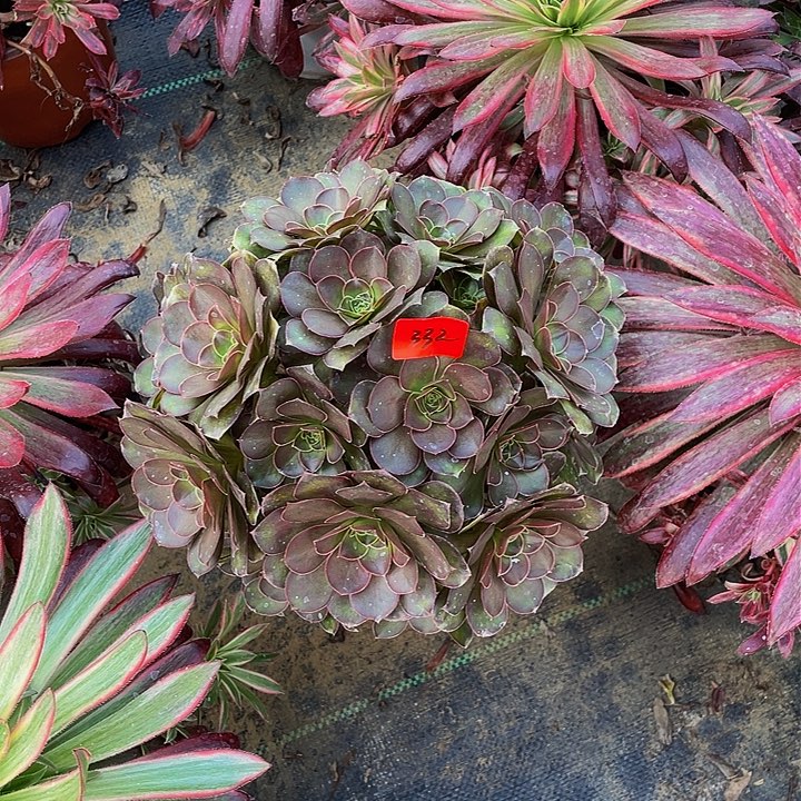 魅金瑰玫法师一个332号