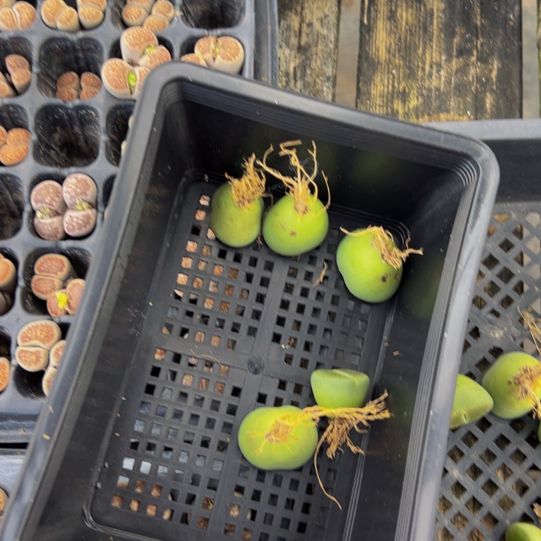 051 一物一拍，默认有伤，介意勿拍，不退不换