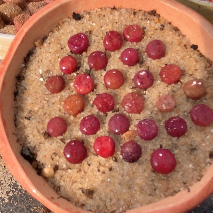 吕氏大王樱桃sp一颗    