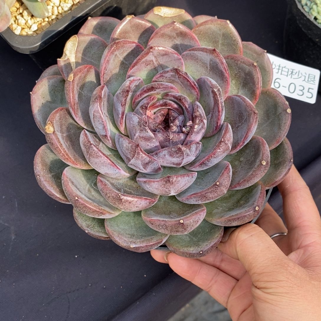 两单包邮1126-35墨玉