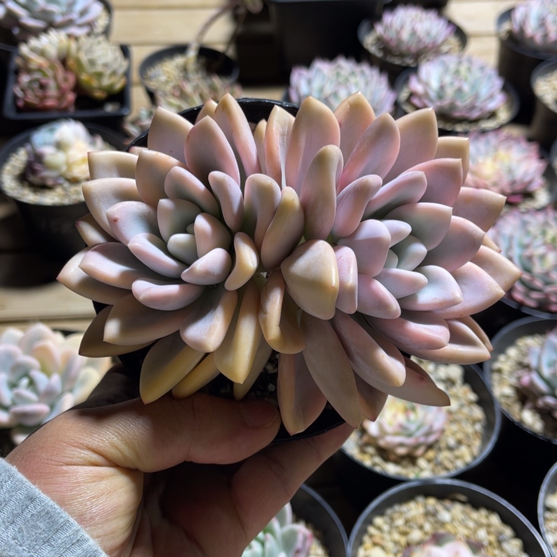 一物一拍不支持退换