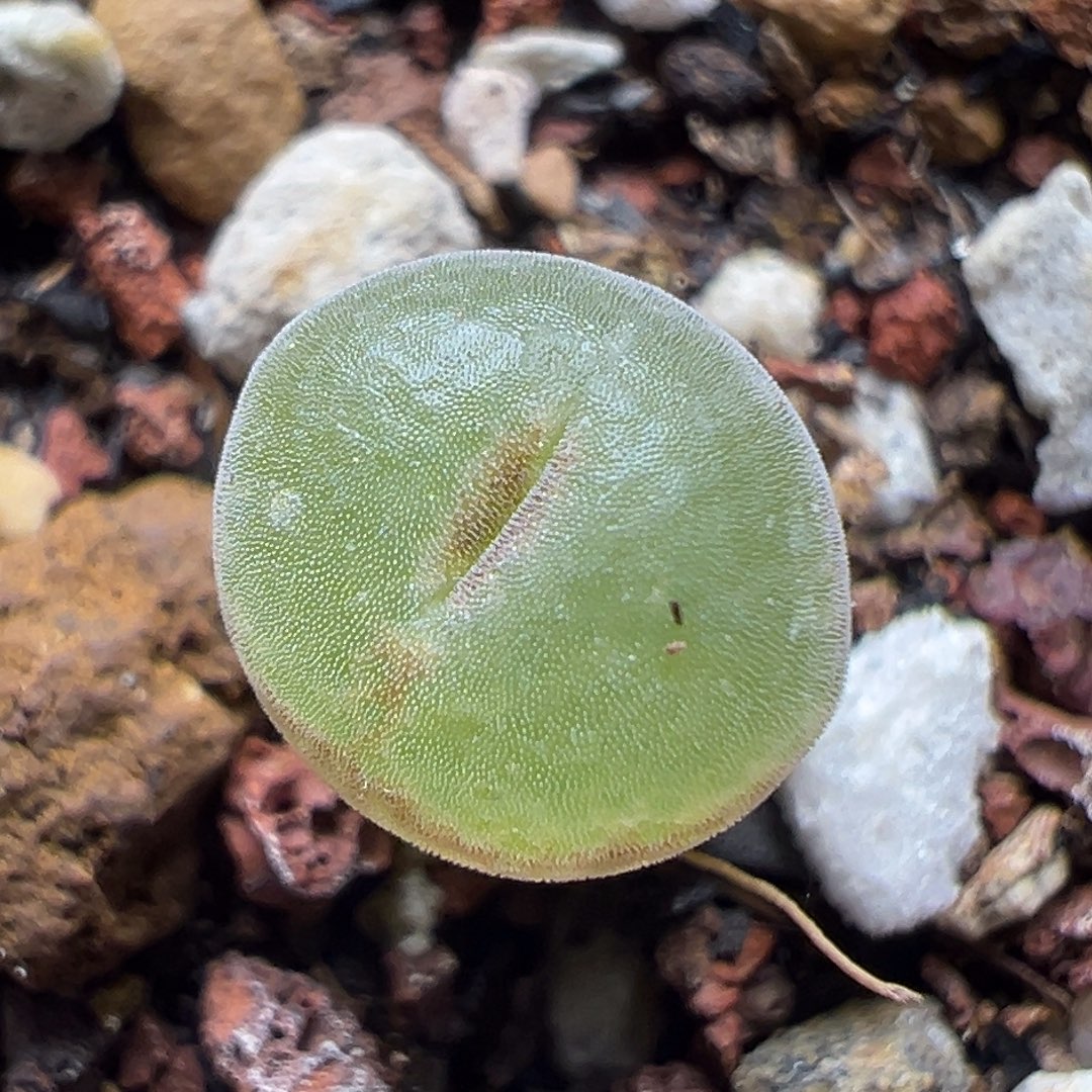 13粉红女郎纽扣母本一物一拍