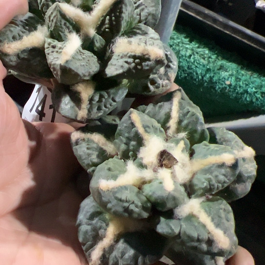 两颗中筋大尤龟甲牡丹185