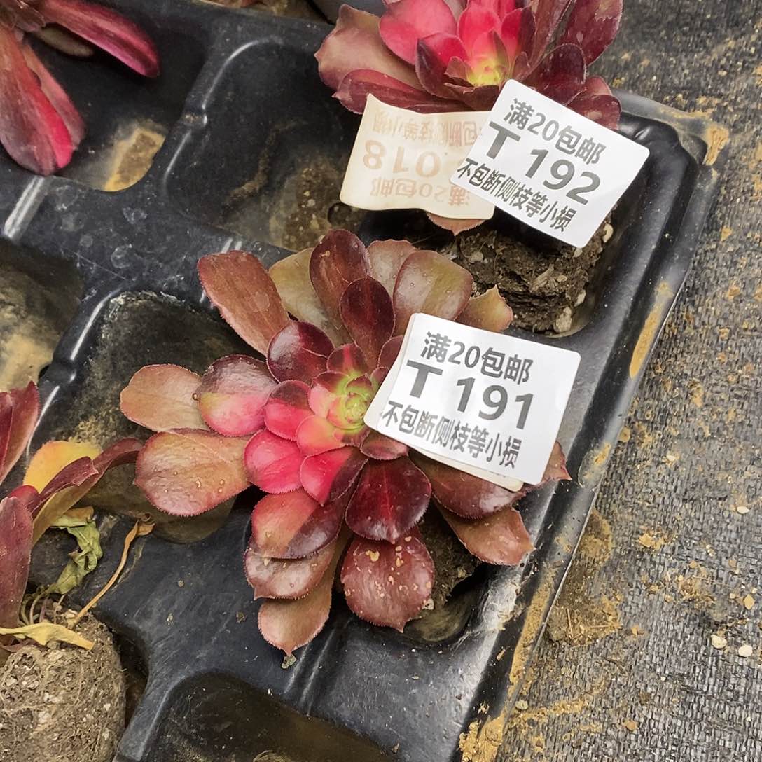 192193韶羞七彩花脸单头量拍