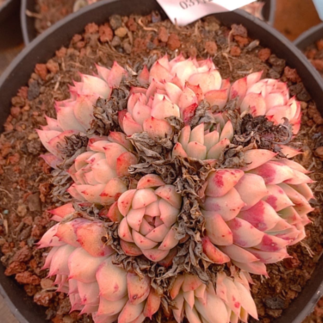 【闪购商品】云525号12公分