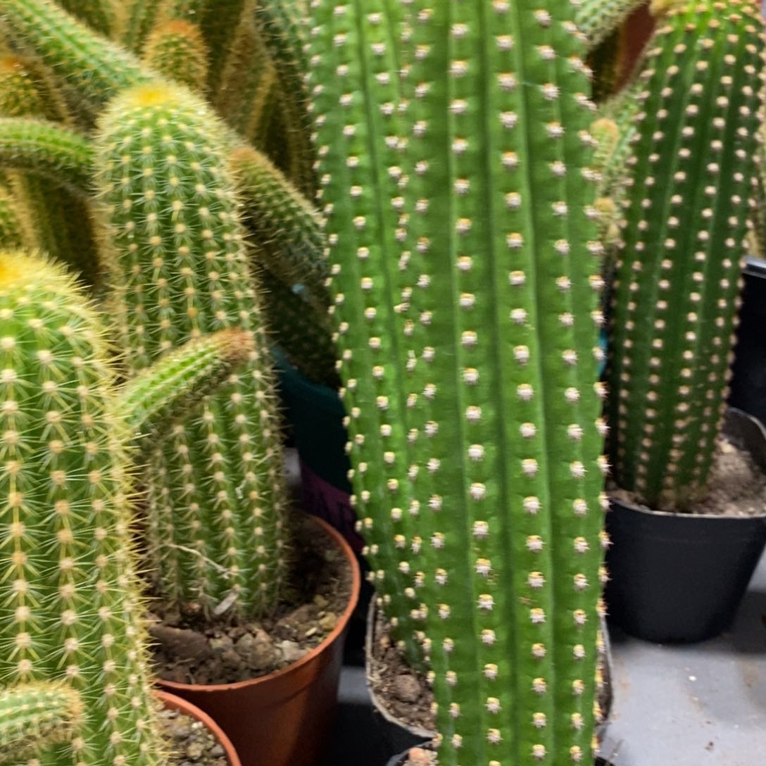 进口金妞金4自根保15公分