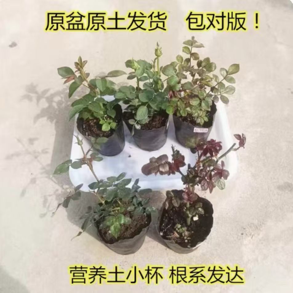 月季牙签苗混色搭配盲盒