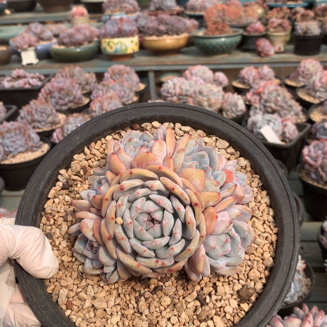 无花朵哈哈哈哈哈哈哈哈46