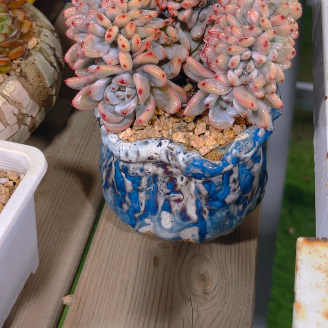 跳***虫多肉植物保护研究所所长一