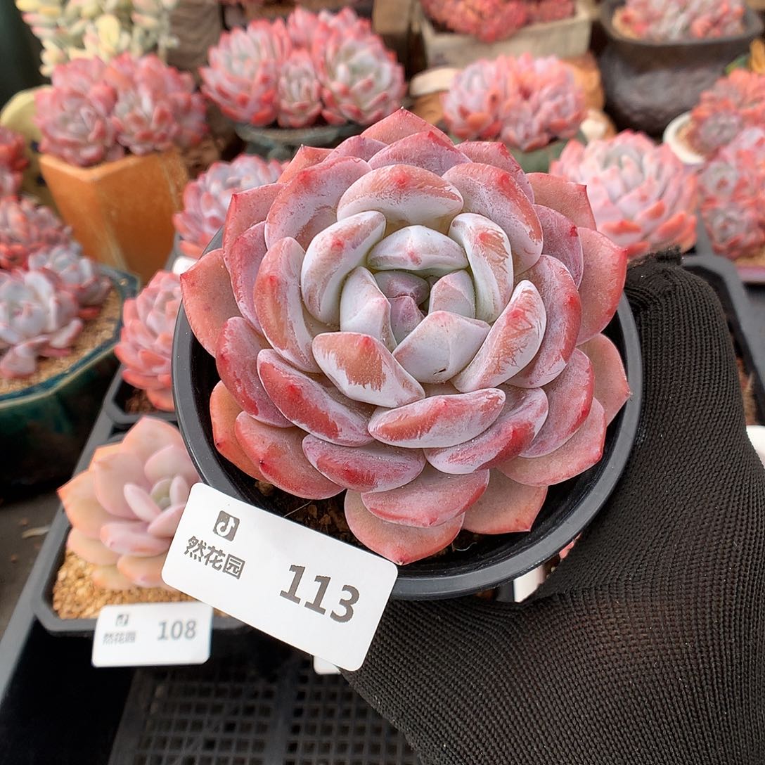 113雪天使多肉植物666