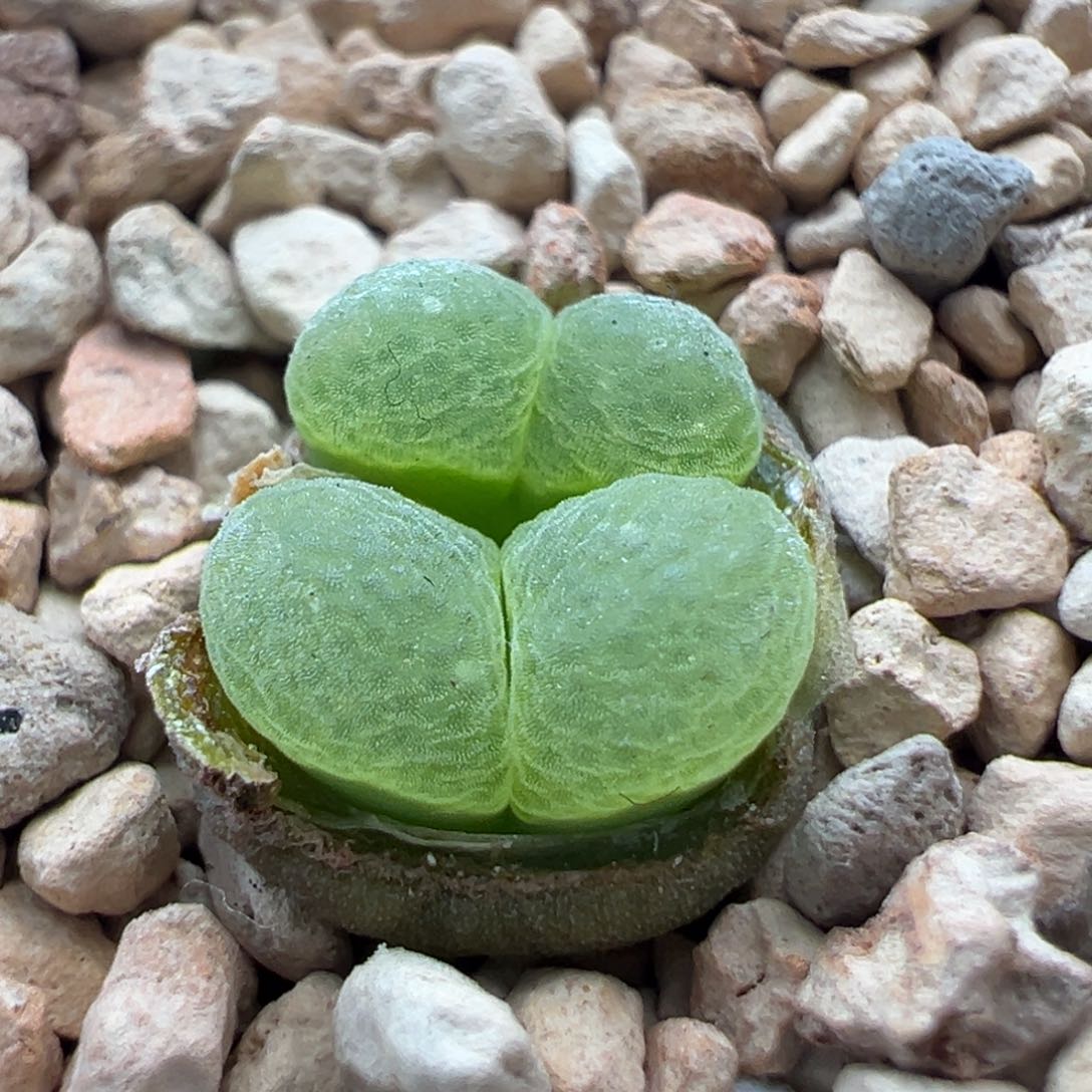 497优选1802.84小双头