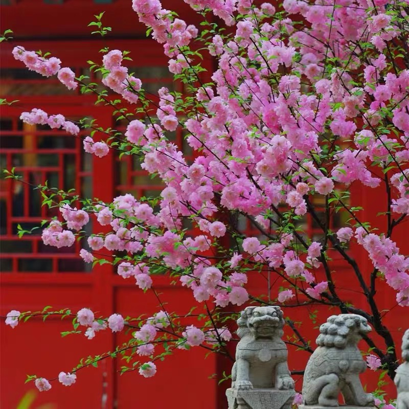 榆叶梅花树苗耐寒丛生重瓣小花满天星郁李花梅花盆栽地栽绿植麦李