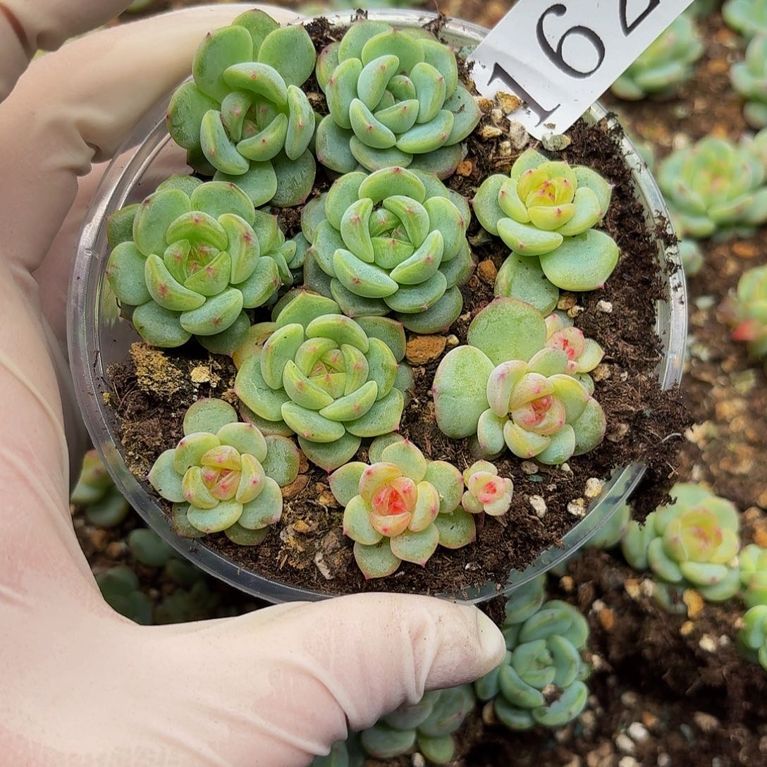 多肉植物多肉植物162