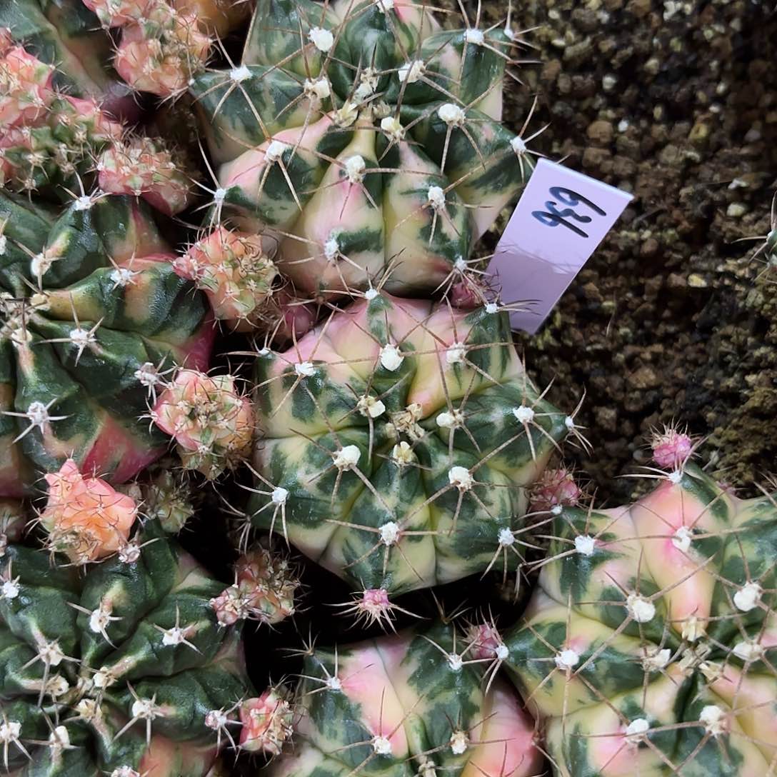 泰国米哈636-0131