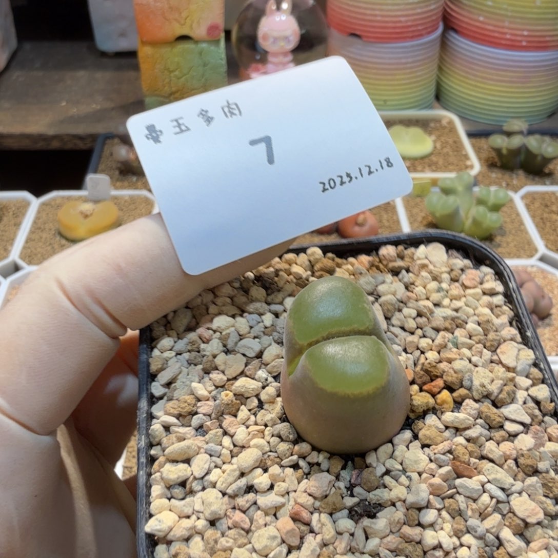 多肉多肉多肉12.18-007