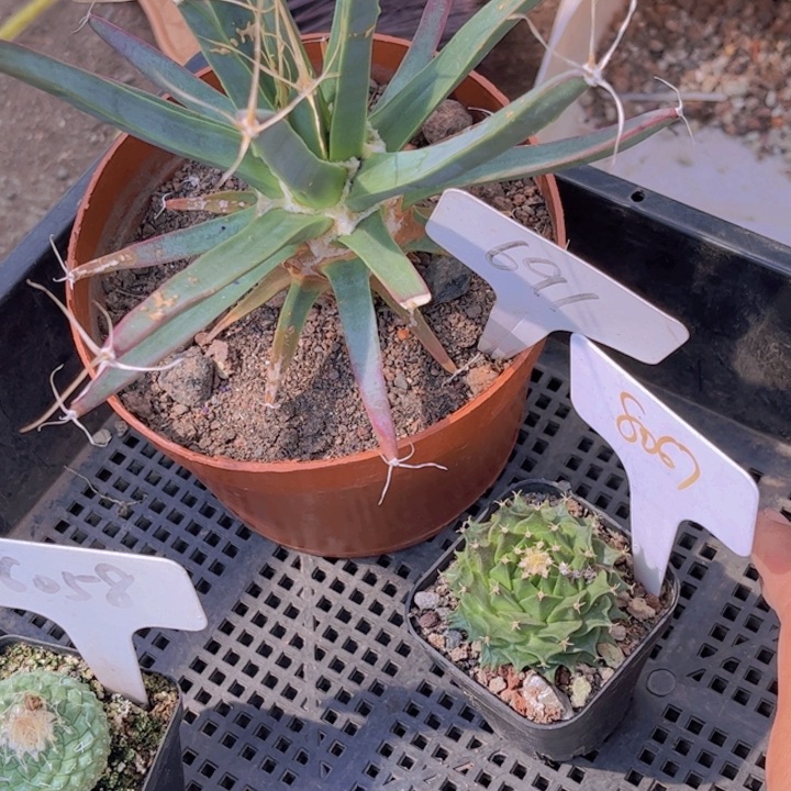 唔**野691 8067二个实生好养皮实