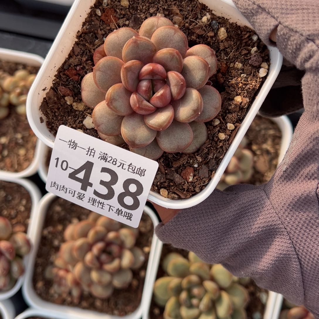 葡萄多肉多肉多肉多肉