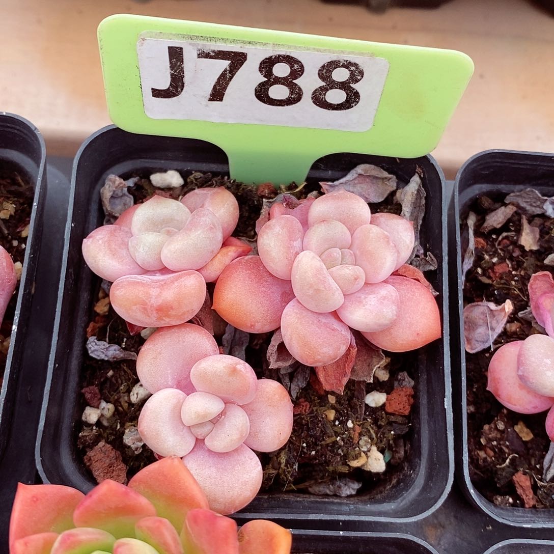 福利6cm多肉植物