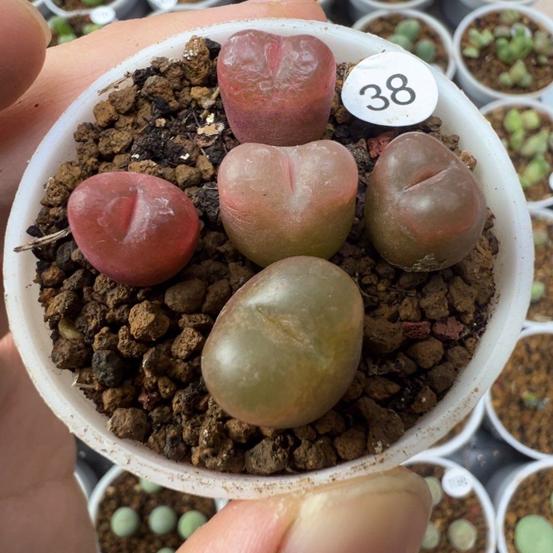 吕红一颗脱土38000000000