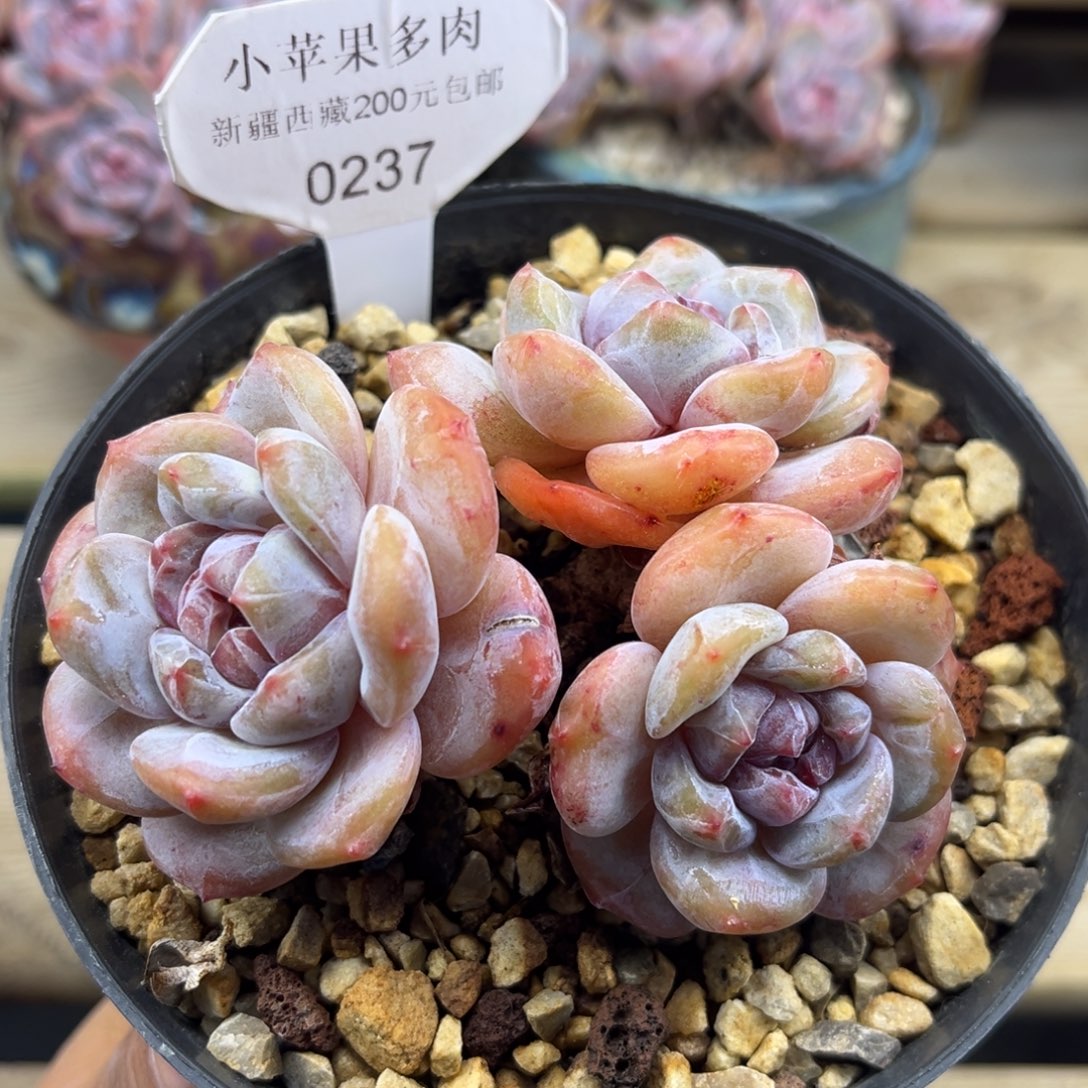 绿底紫心237/10cm3头