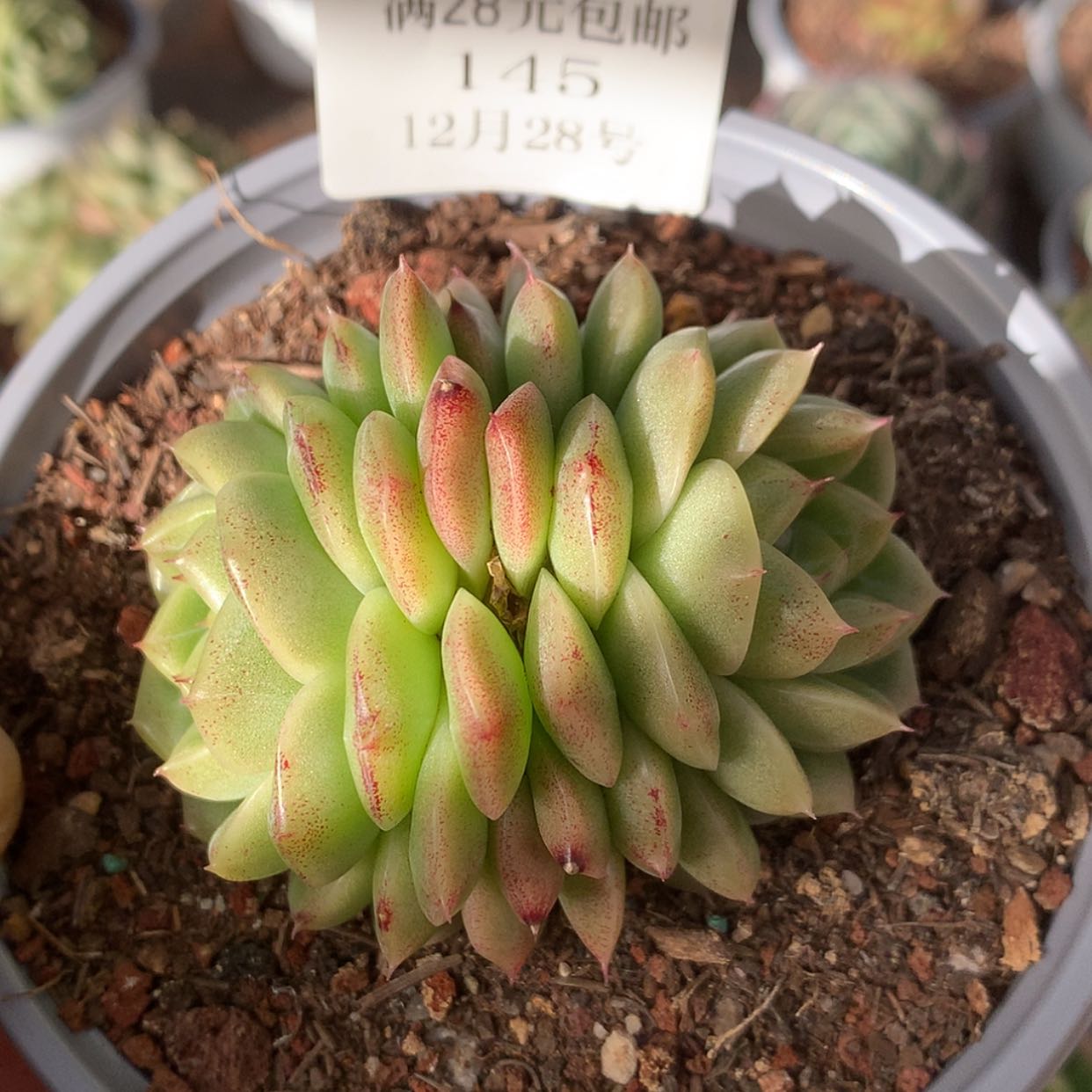 【闪购商品】云145号