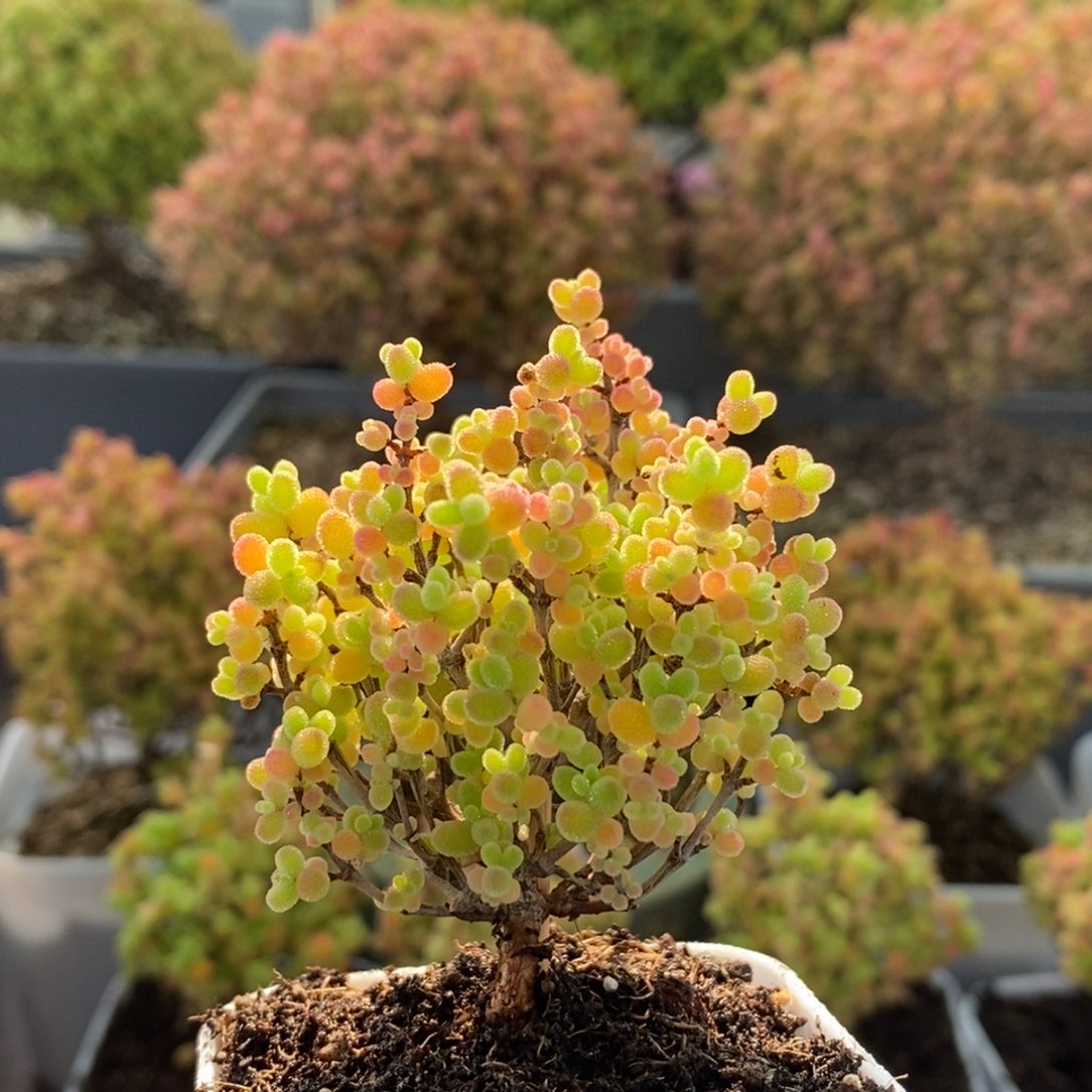 蜜橘糖球2750枝干番杏