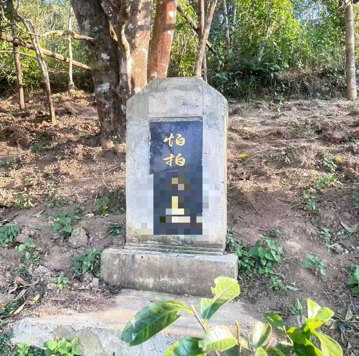 【帕拍】2024年沧源帕拍古树普洱茶·生茶