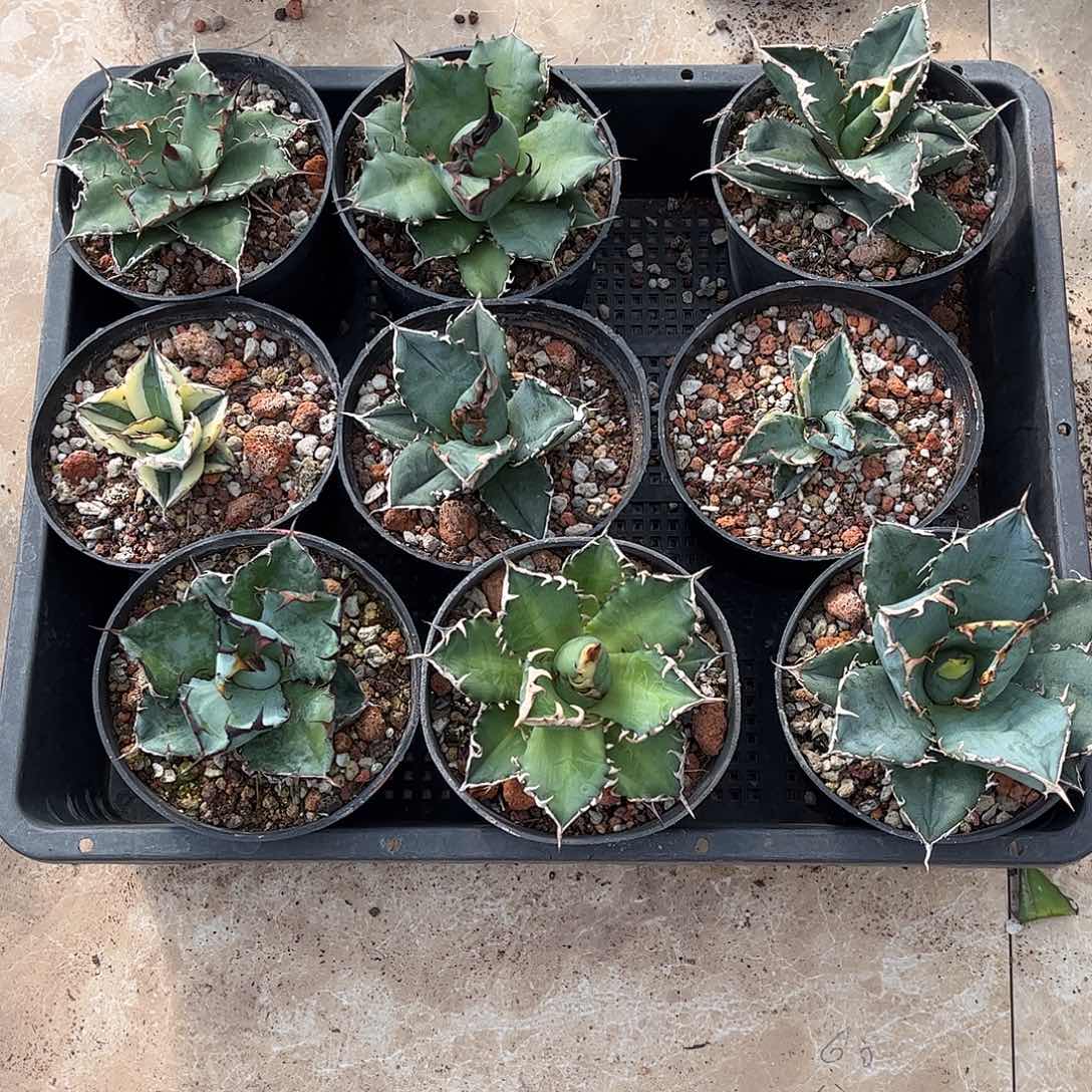 新手福利套餐9个一组
