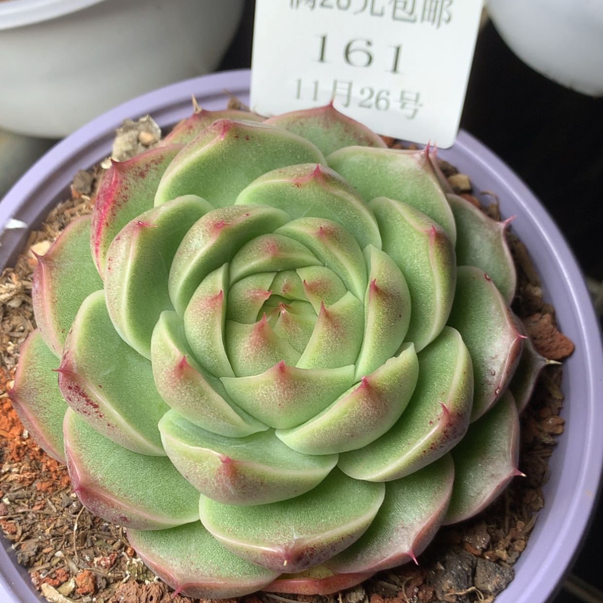 【闪购商品】云161号