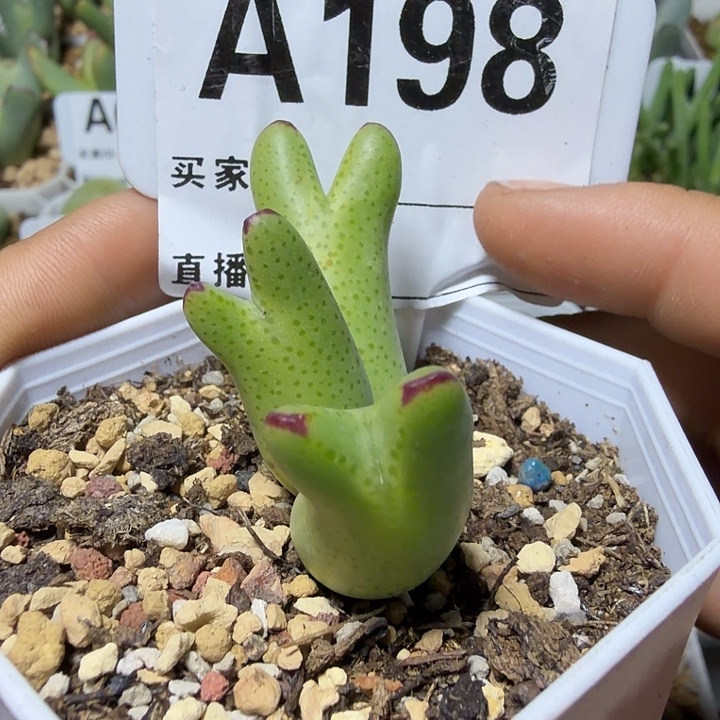 木***禾198。多肉植物的生长