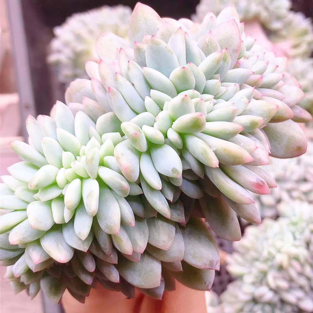 多肉植物  小号橙梦露锦缀化一颗（尺寸8-9左右）满28包邮除偏远