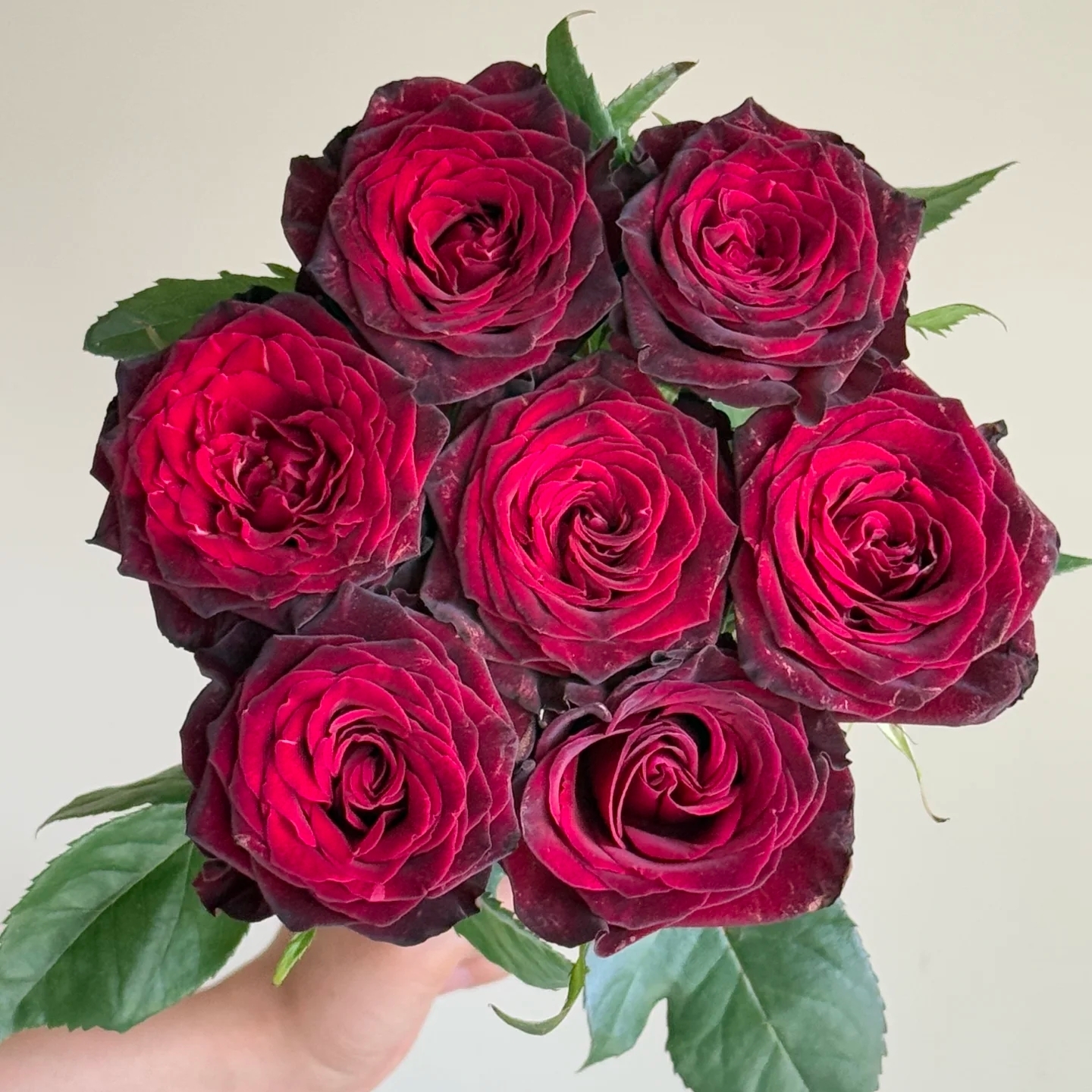 黑巴克玫瑰（20枝，暗黑丝绒质感）