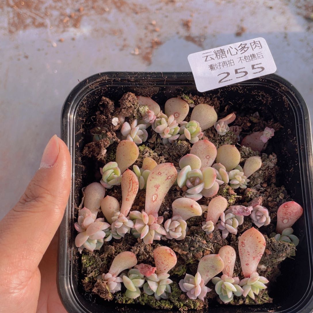 听***音云糖心多肉植物255