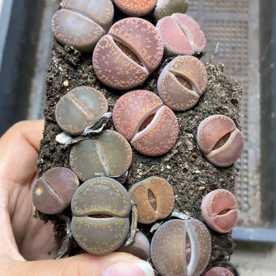 8198特价日轮切糕有疤