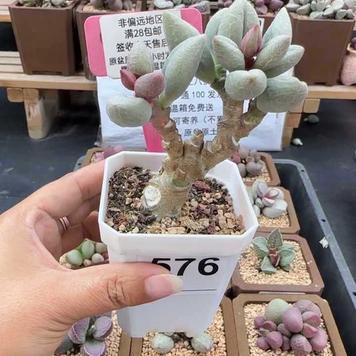 ****幕576白糖豆多肉植物