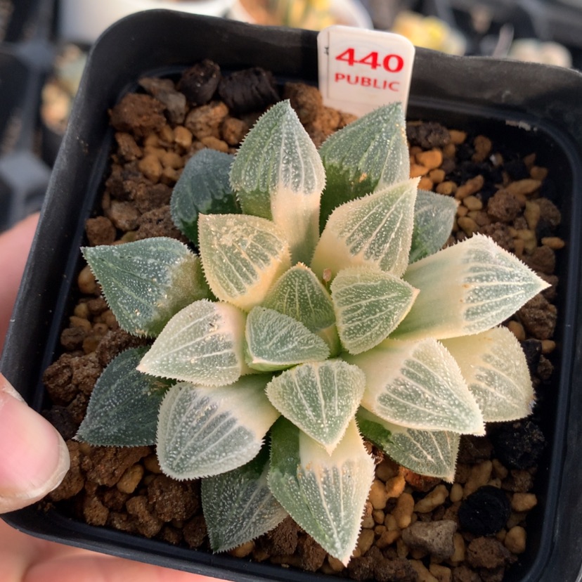 【闪购商品】440糊斑实生玉露
