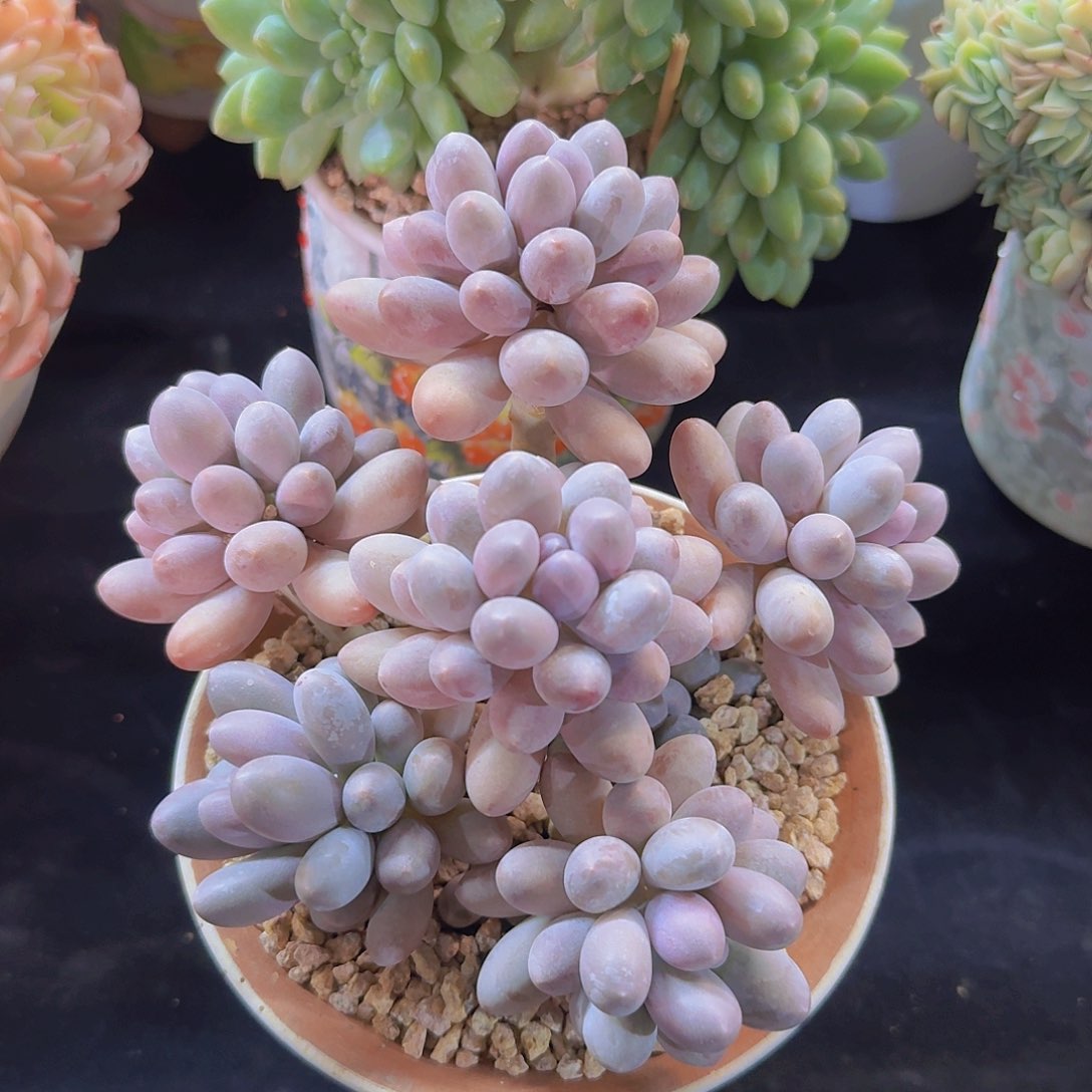 汤圆多肉一物一拍