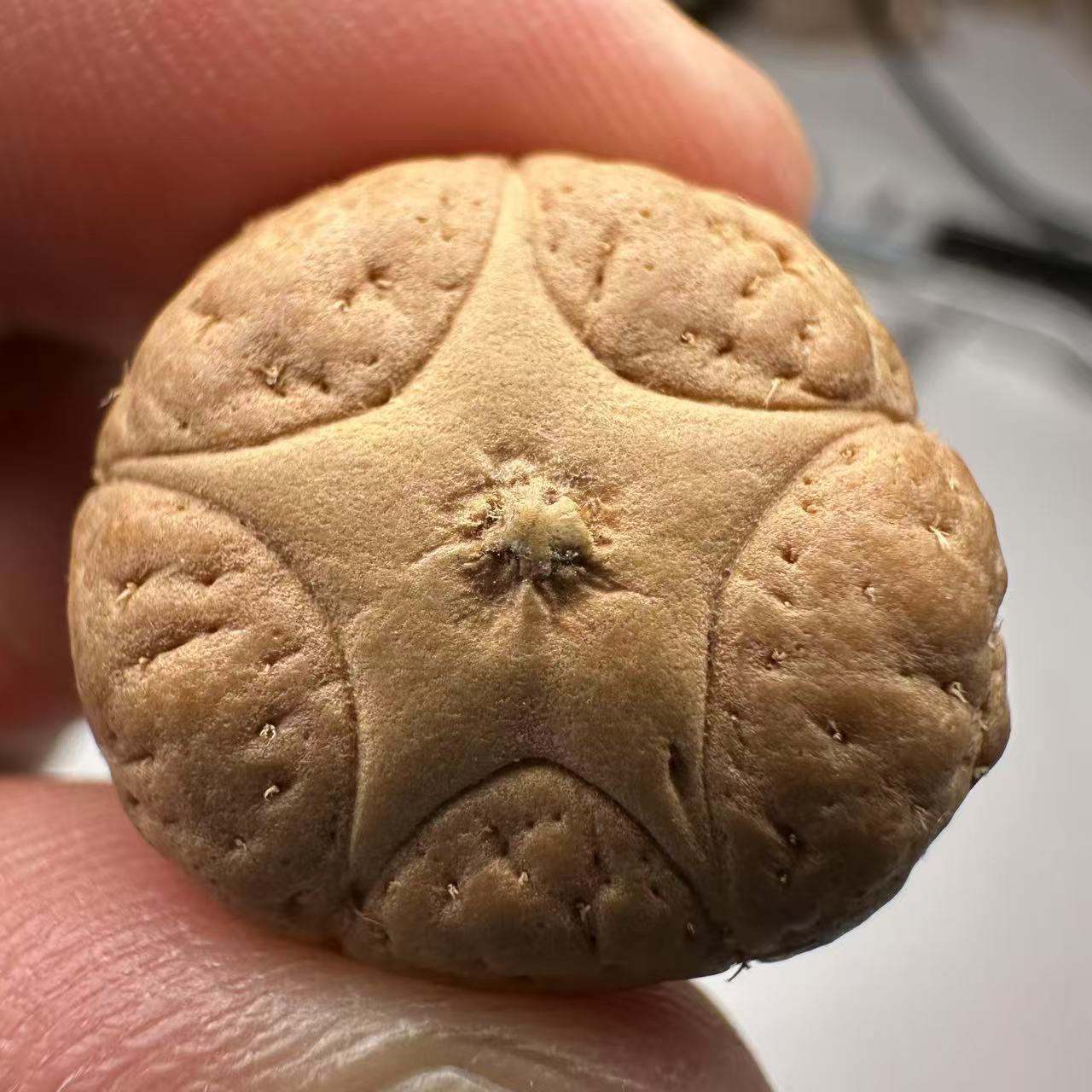  尼泊尔五星菩提，尺寸21，sss系列，货号16